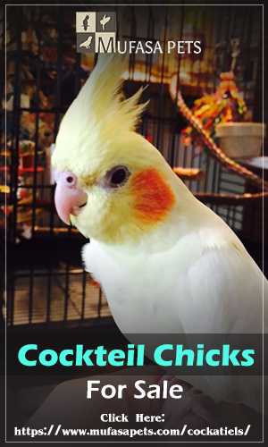 Cockteil Chicks is in the cage that representing the pet supplies concept.