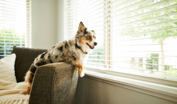 A Dog In Modern House Looking Outside Through Roller Shutter Window.